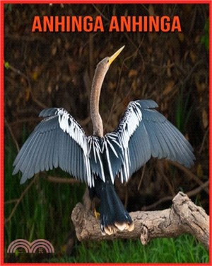 Anhinga anhinga: Immagini bellissime e fatti interessanti Libro per bambini sui Anhinga anhinga