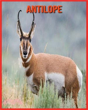 Antilope: Immagini bellissime e fatti interessanti Libro per bambini sui Antilope