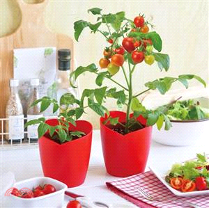 【聖新陶芸】Heartomato心形蕃茄植栽盆器