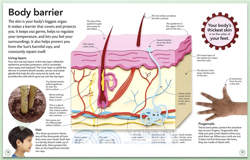 My Amazing Body Machine : A colourful visual guide to how your body wo