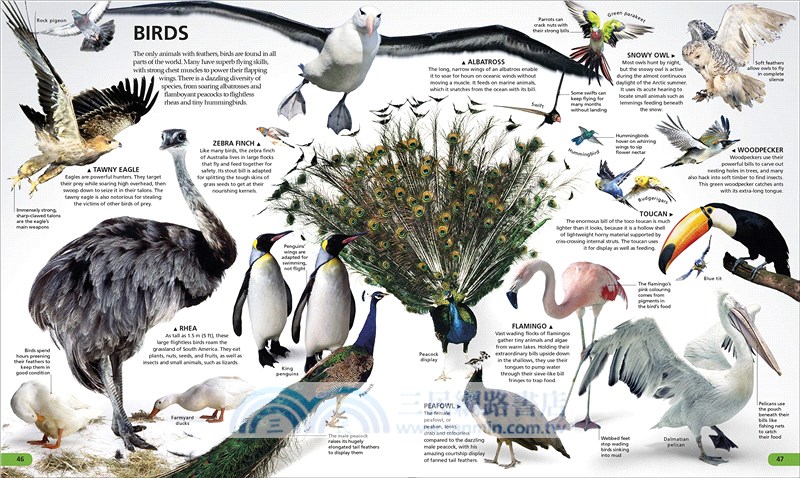 WOW!: The visual encyclopedia of everything