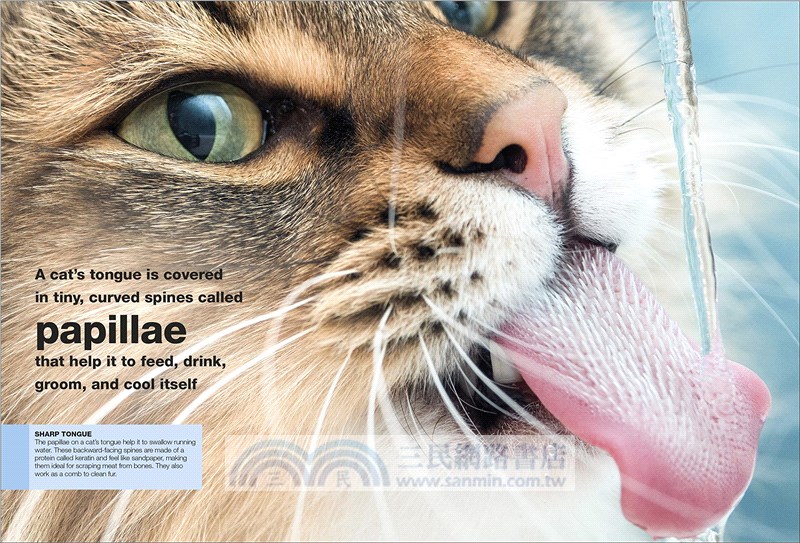 Cats: Facts at Your Fingertips (Pocket Eyewitness)