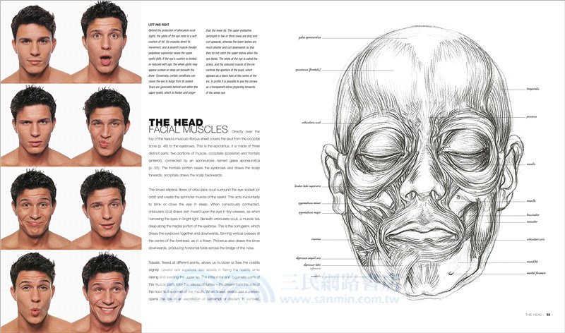 Anatomy for the Artist