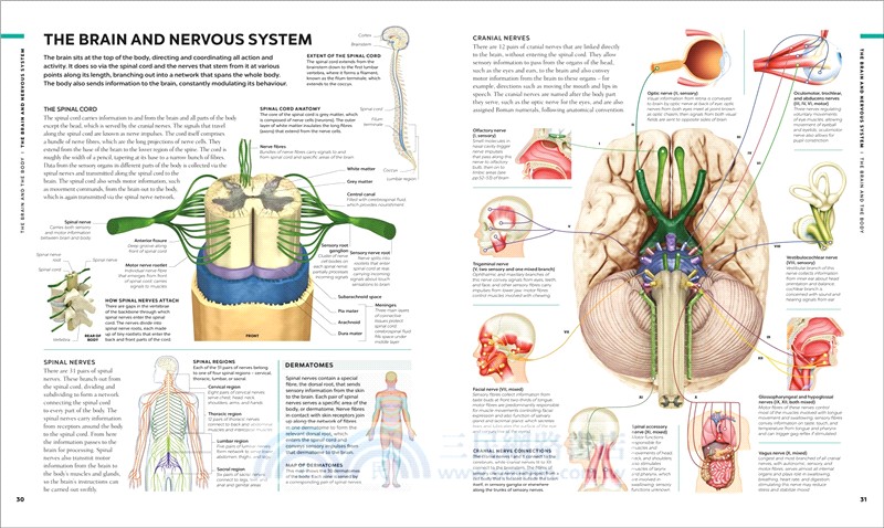 The Brain Book：A Visual Guide to Structure and Function - 三民網路書店