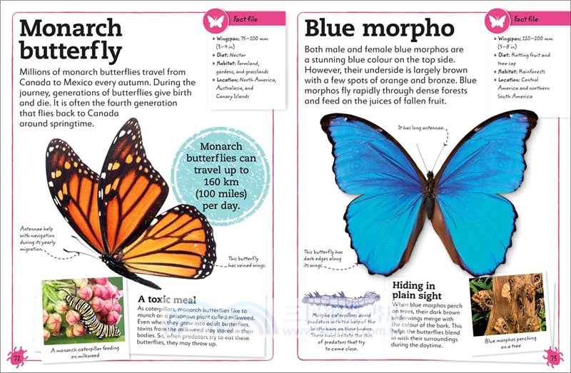 My Book of Bugs：A Fact-Filled Guide to the Insect World