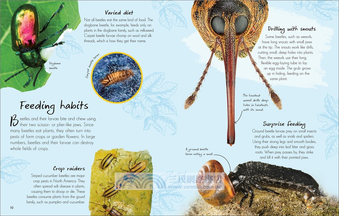 An Anthology of Beetles：A Collection of Brilliant Beetles from Around the World