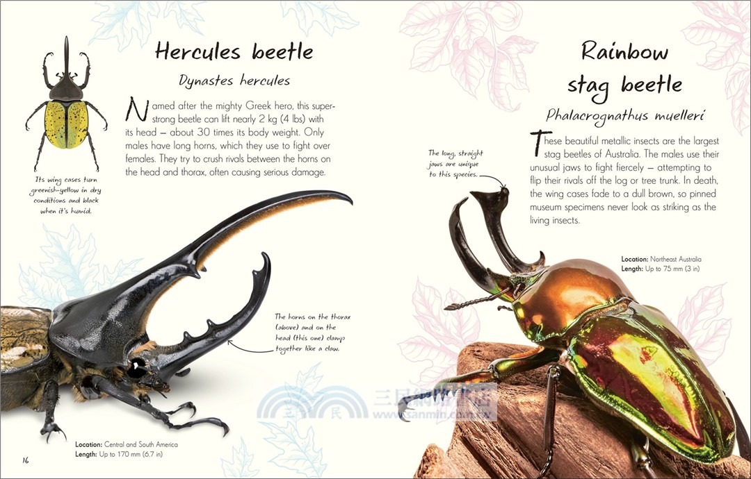 An Anthology of Beetles：A Collection of Brilliant Beetles from Around the World