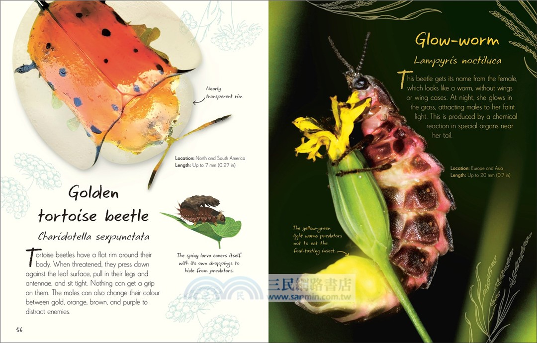 An Anthology of Beetles：A Collection of Brilliant Beetles from Around the World