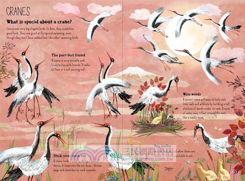 The Big Book of Birds