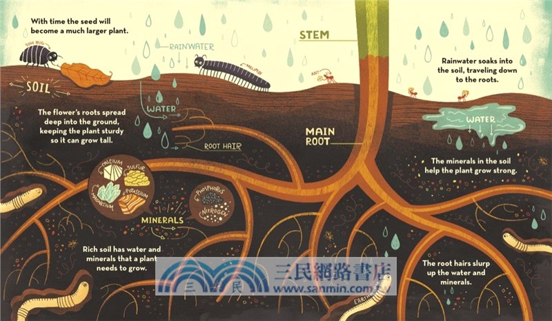What's Inside A Flower?：And Other Questions About Science and Nature