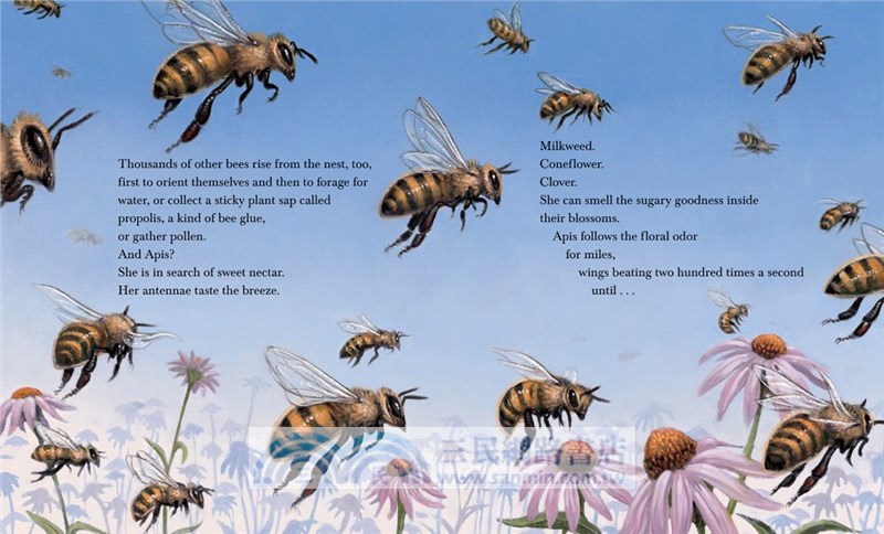 Honeybee: The Busy Life of Apis Mellifera (Robert F. Sibert Medal Winner)