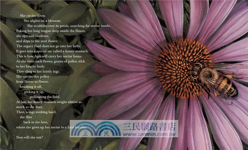 Honeybee: The Busy Life of Apis Mellifera (Robert F. Sibert Medal Winner)