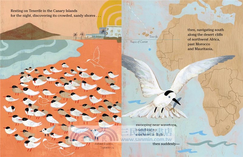 The Longest Journey: An Arctic Tern's Migration