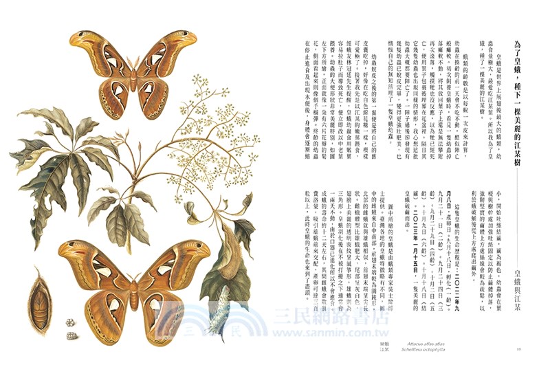 花與翼：在蛾、蝶與花葉之間的等待【首刷限定海報版】