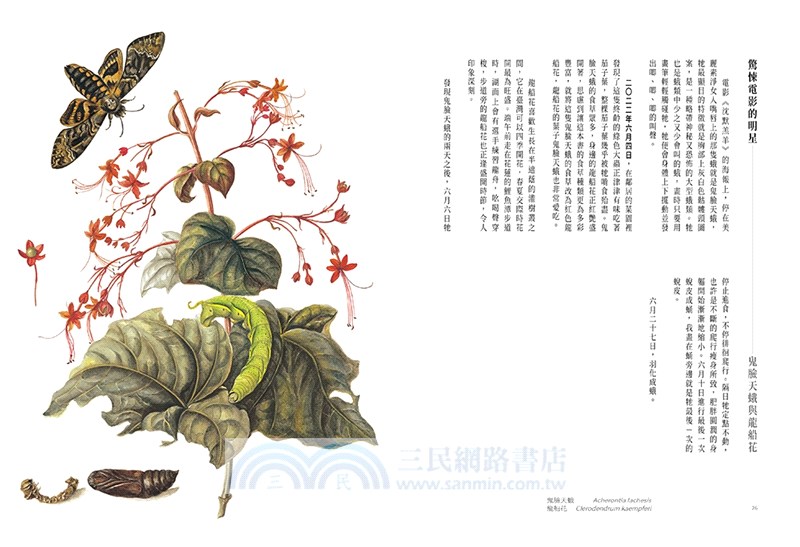 花與翼：在蛾、蝶與花葉之間的等待【首刷限定海報版】