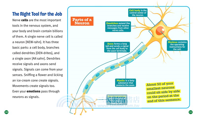 A True Book: Nervous System