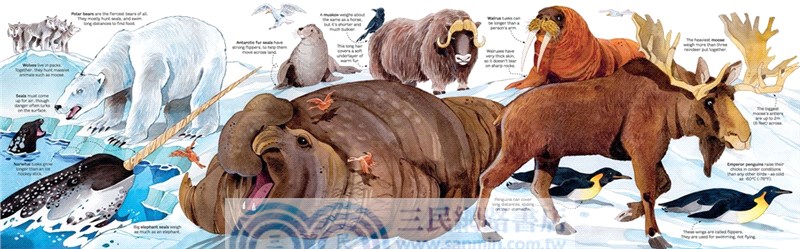 Big Book of Animals (Big Books)