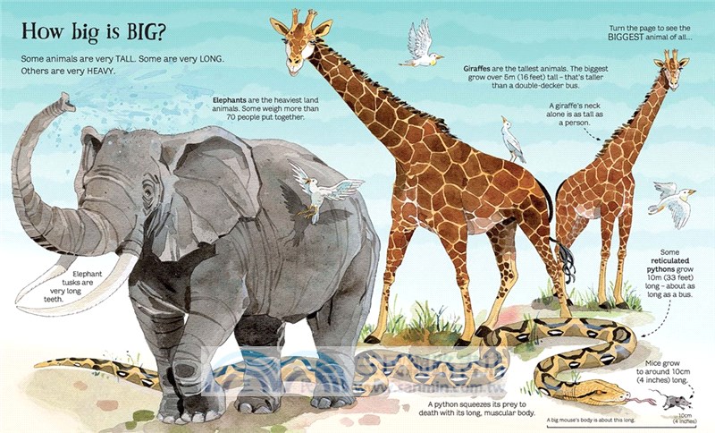 Big Book of Animals (Big Books)