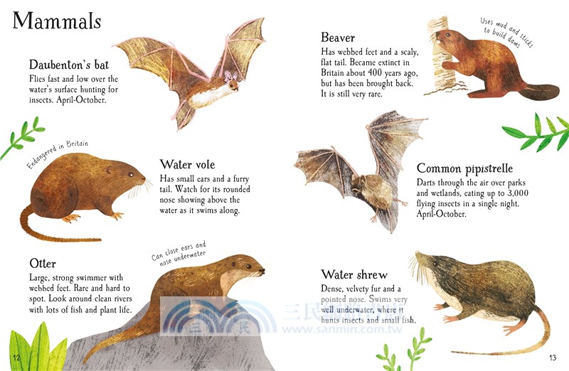 Mini Books Pond Life to Spot