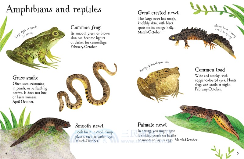 Mini Books Pond Life to Spot