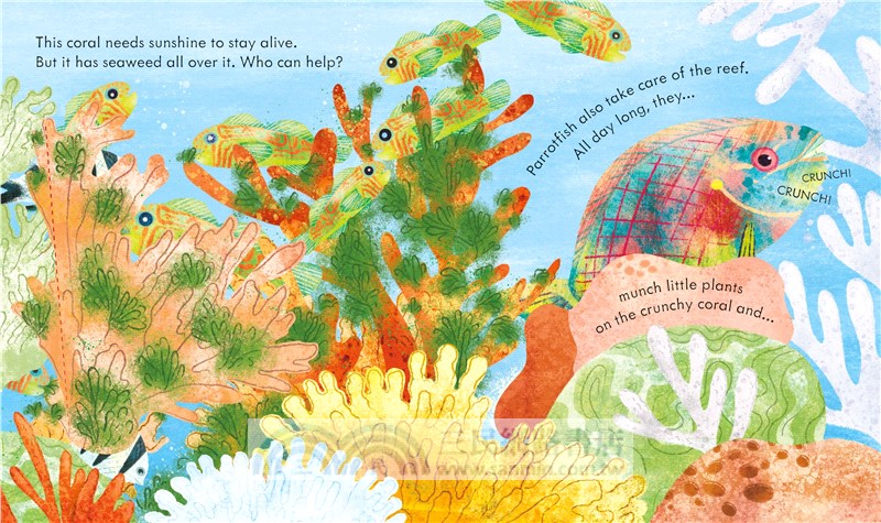 Peep inside a Coral Reef (硬頁翻翻書)
