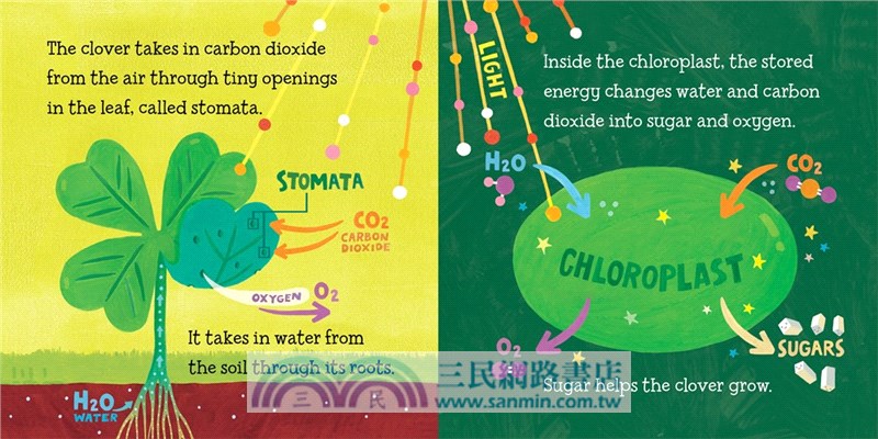 Baby Loves Photosynthesis on St. Patrick's Day! 光合作用