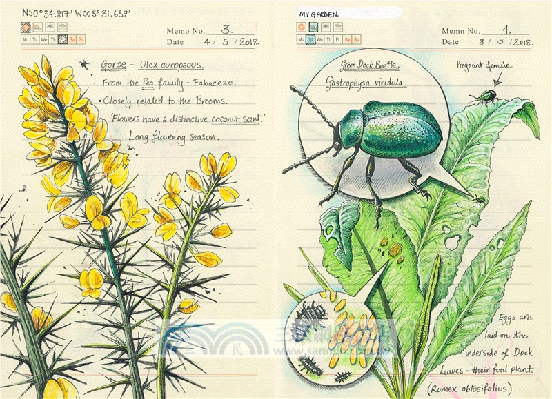 Secrets of a Devon Wood: My Nature Journal