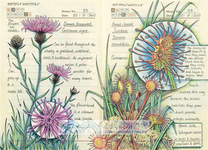 Secrets of a Devon Wood: My Nature Journal