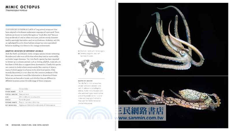 Octopus, Squid & Cuttlefish