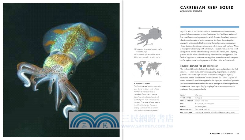 Octopus, Squid & Cuttlefish