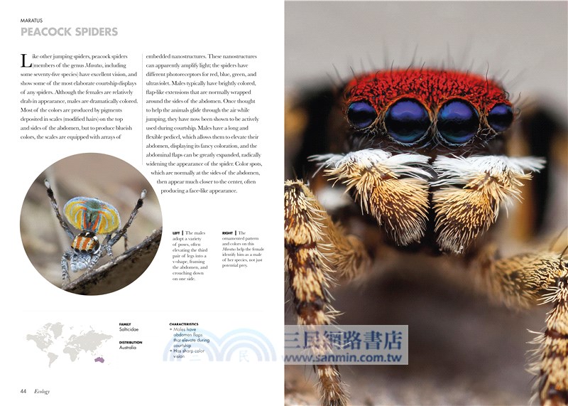 Spiders of the World: A Guide to Every Family