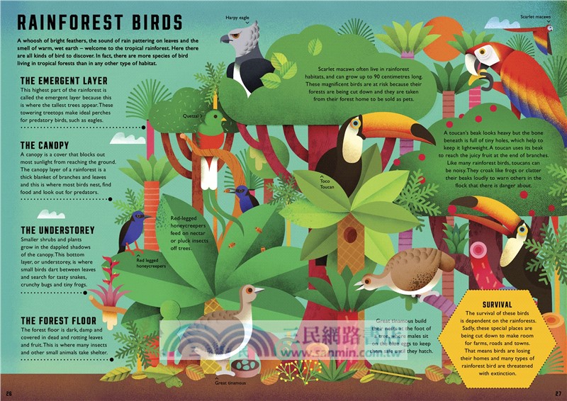 Wild Your World: Birds