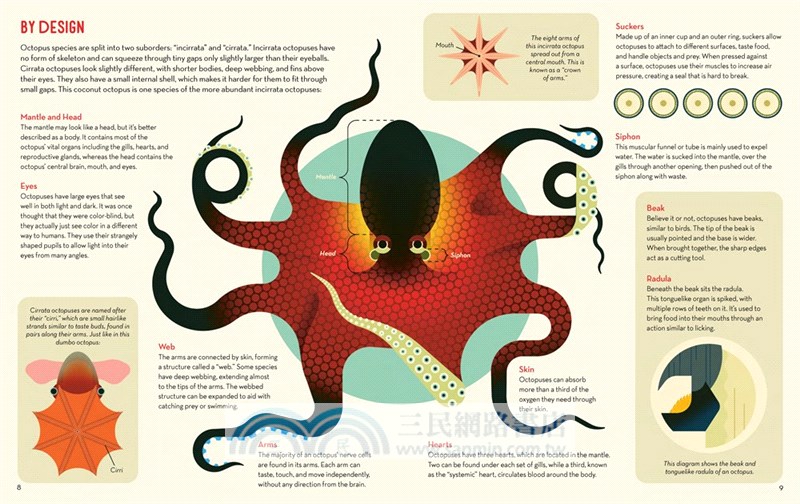Obsessive About Octopuses
