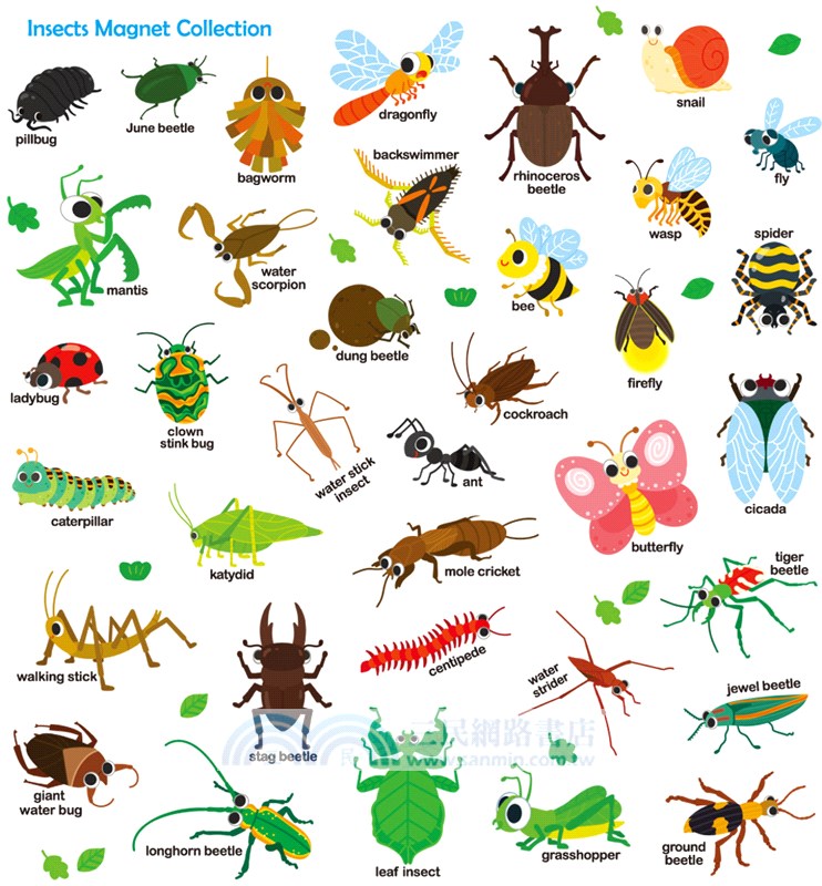 First Magnet Book：Insects!