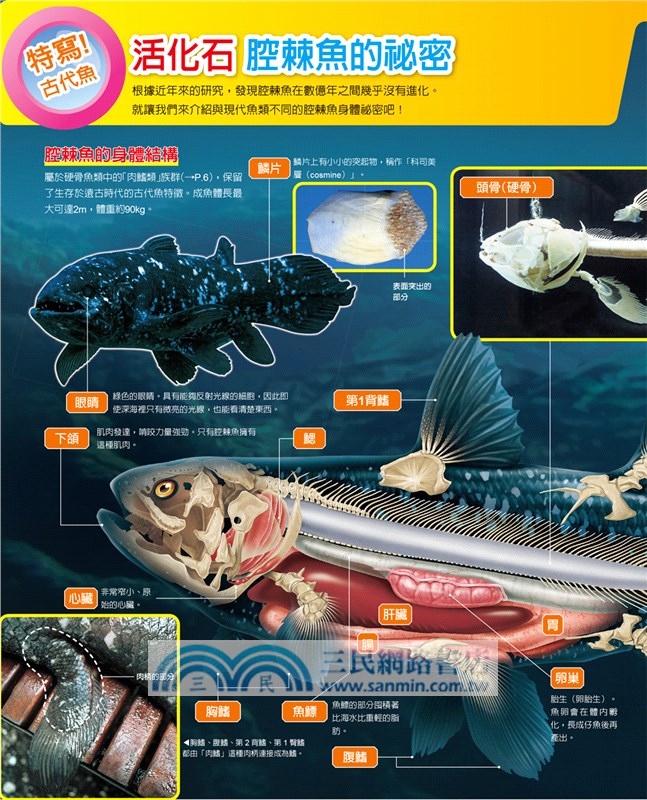 魚類百科圖鑑