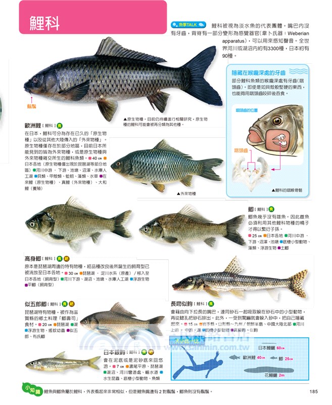 魚類百科圖鑑