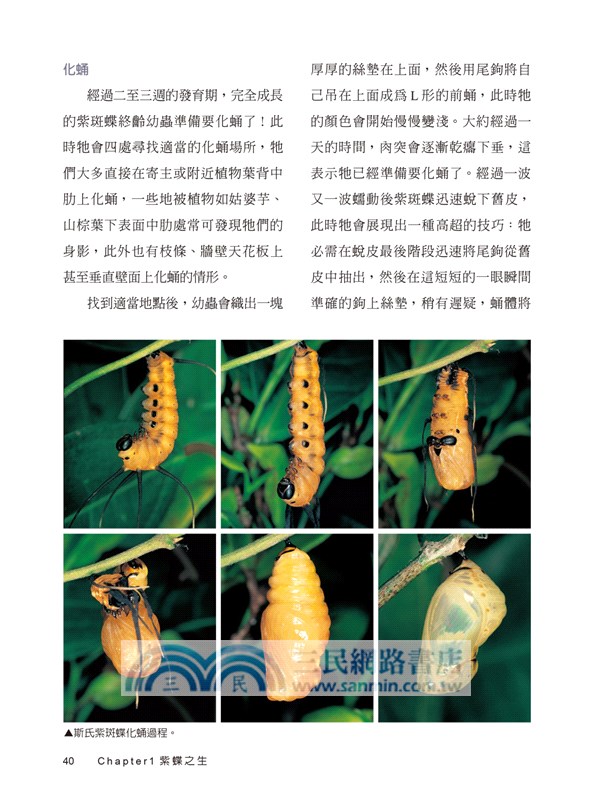 紫斑蝶（修訂版）