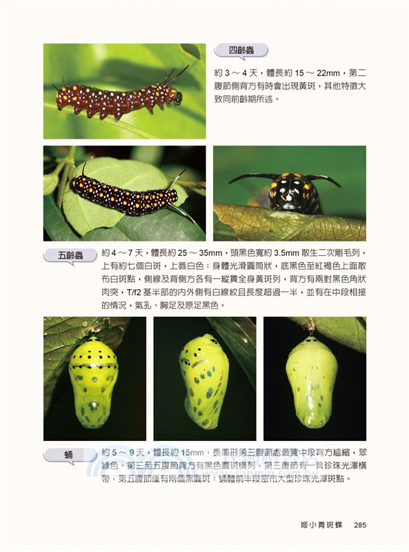 紫斑蝶（修訂版）