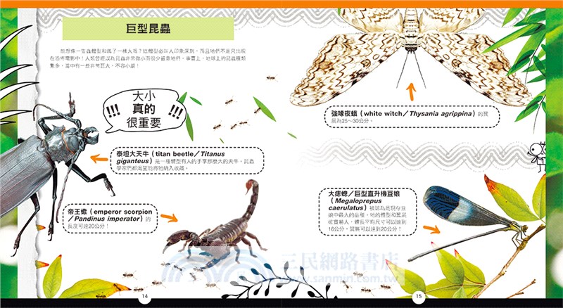 WOW！驚喜百科06：用AR認識昆蟲