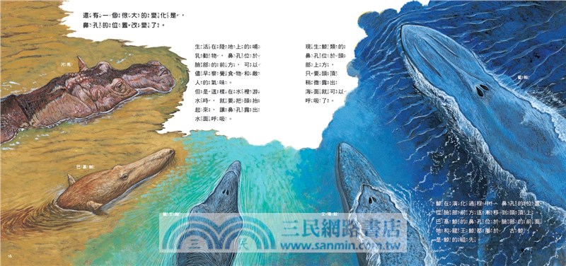 從陸地到海洋：鯨的演化