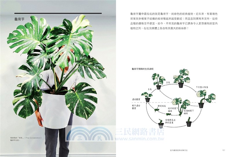 室內觀葉植物收集日誌：綠植之旅的下一場冒險