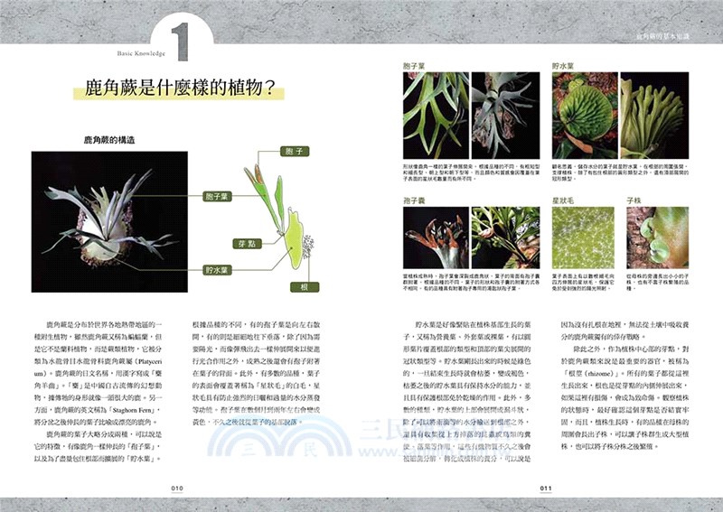 絕美鹿角蕨圖鑑：基礎知識×特色品種，打造專屬綠植風格