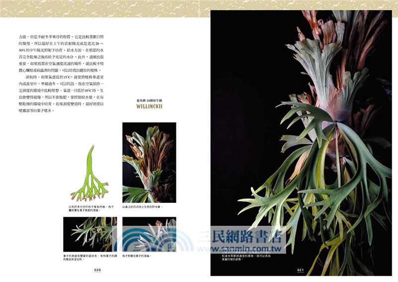 絕美鹿角蕨圖鑑：基礎知識×特色品種，打造專屬綠植風格