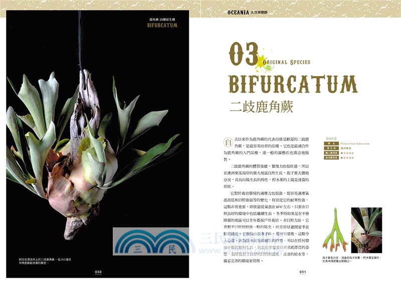 絕美鹿角蕨圖鑑：基礎知識×特色品種，打造專屬綠植風格