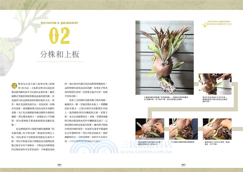 絕美鹿角蕨圖鑑：基礎知識×特色品種，打造專屬綠植風格