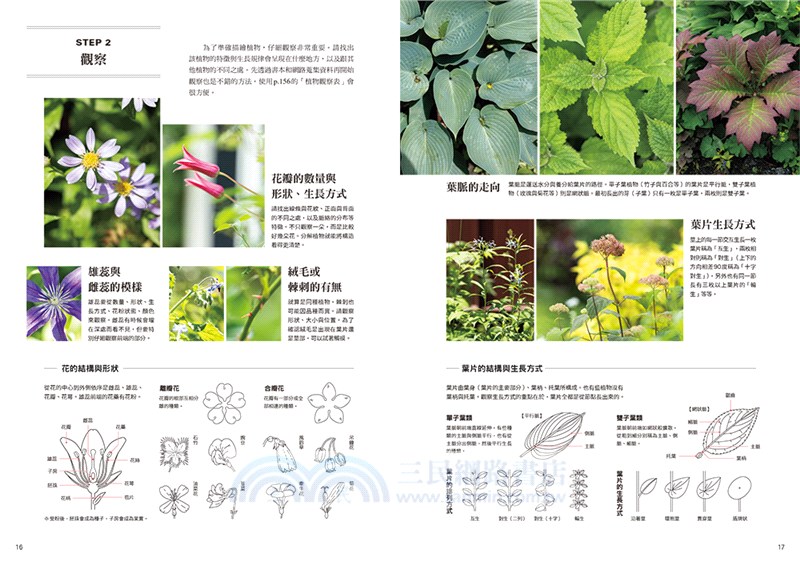 BOTANICAL DIARY零基礎植物藝術畫：繪出日常療癒時光