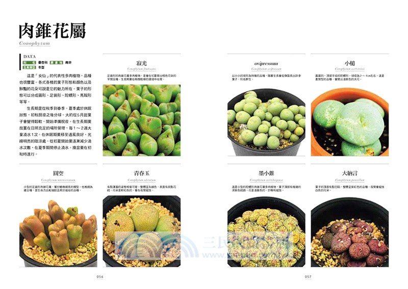 多肉植物栽培圖鑑：認識不同多肉植物的魅力，輕鬆打造迷你綠植空間