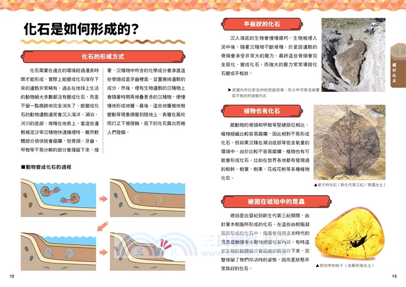 化石身世大探索：GO！認識我們的地球