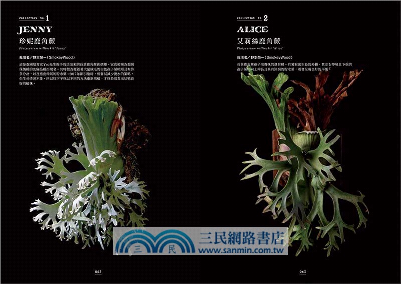 培育絕美鹿角蕨：進階栽培×配置設計，兼顧收藏與裝飾的綠植美學