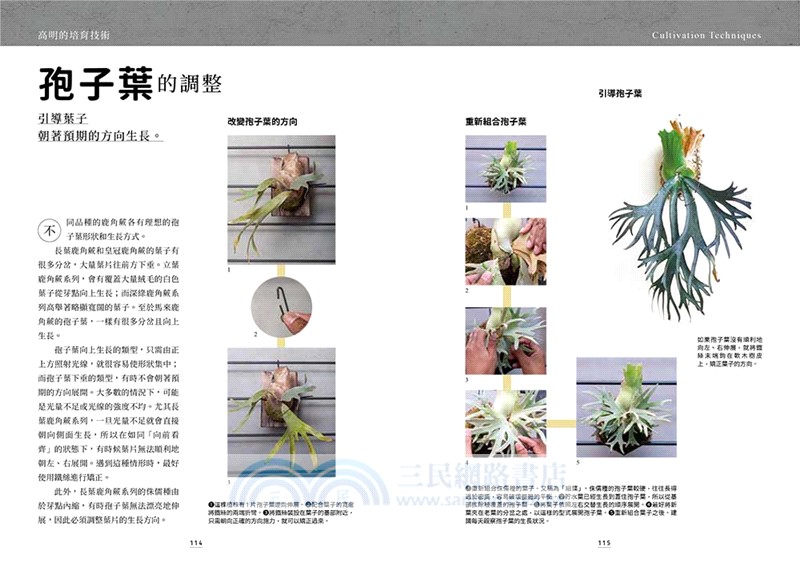 培育絕美鹿角蕨：進階栽培×配置設計，兼顧收藏與裝飾的綠植美學